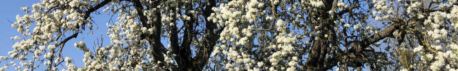 Arbre fleuri