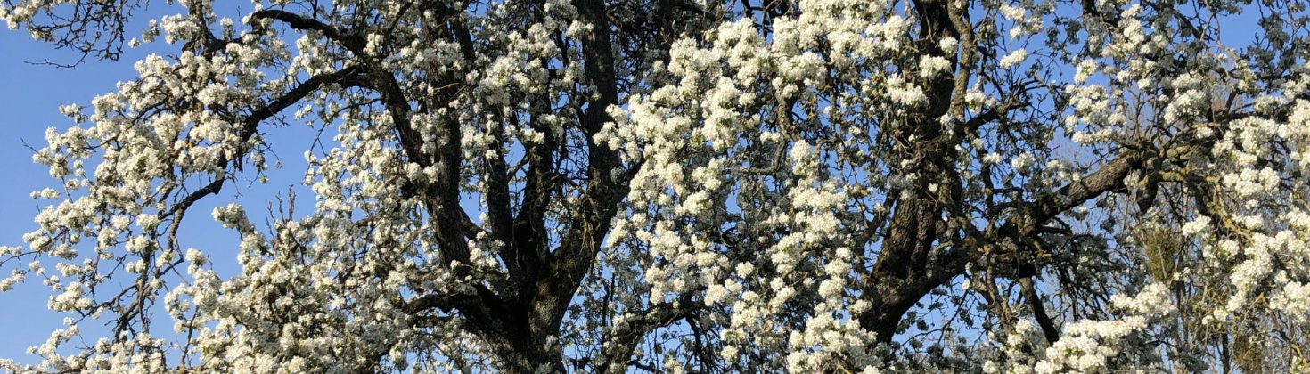 Arbre fleuri